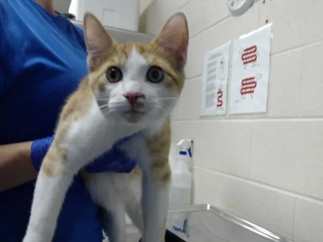 A young large-sized male Domestic Short Hair cat named Chicken Nugget Happy Meal for adoption in Fayetteville, NC