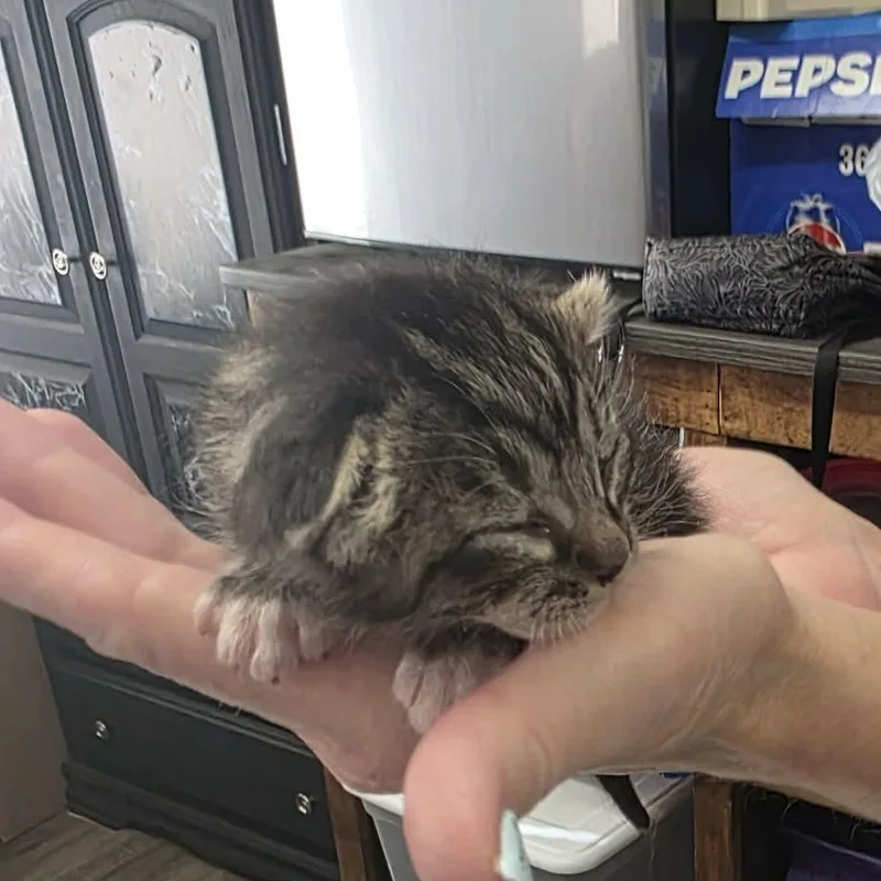 A baby small-sized male Brown / Chocolate Domestic Short Hair cat named Owl for adoption in Incline Village, NV