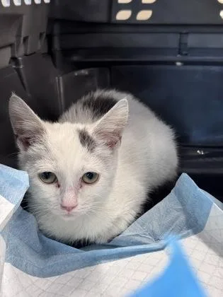 A baby small-sized male Domestic Short Hair cat named Annapolis for adoption in West Chester, PA