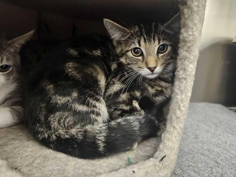 A baby medium-sized female Tabby (Brown / Chocolate) Tabby cat named Smurfette for adoption in Richmond, VA