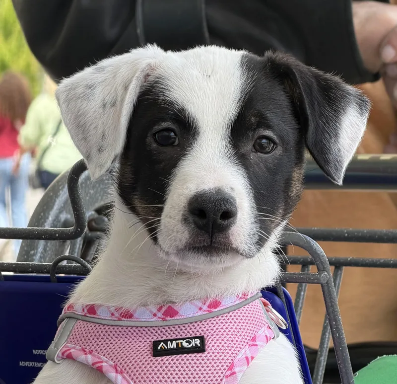 A baby small-sized female Mixed Breed dog named Willow for adoption in Toledo, OH