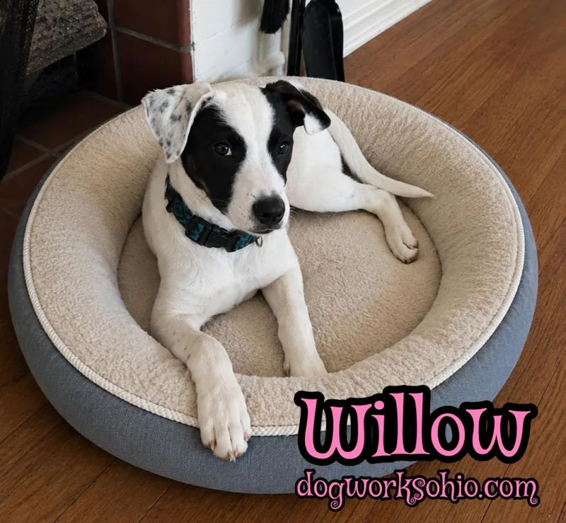 Willow thumbnail 2