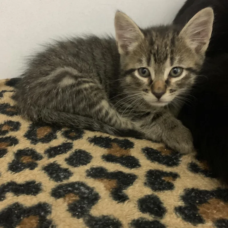 A baby small-sized male Brown / Chocolate Domestic Short Hair cat named Finnick for adoption in Franklin, NC