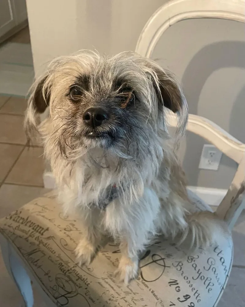 Chewy