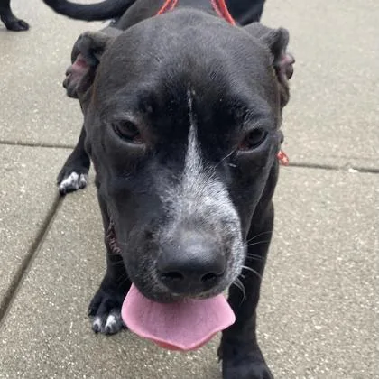 A baby medium-sized male Mixed Breed dog named Finny for adoption in Cincinnati, OH