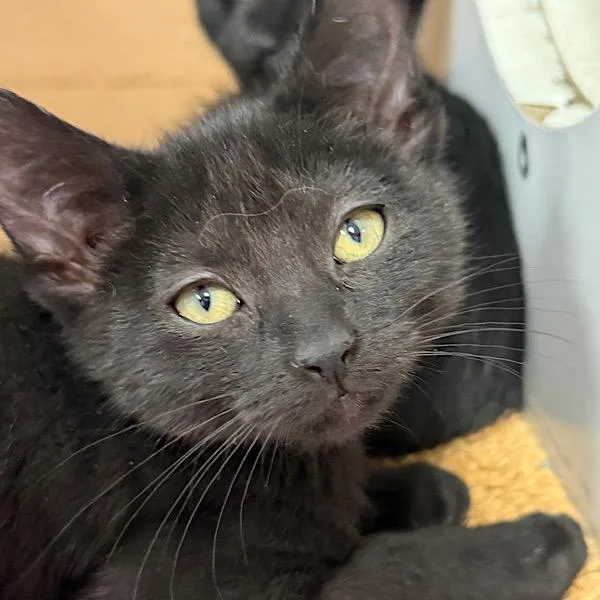 A baby small-sized female Domestic Short Hair cat named Sally for adoption in Des Moines, IA