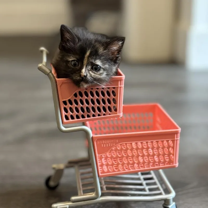 A baby small-sized female Tortoiseshell Domestic Short Hair cat named Gracie for adoption in Bel Air, MD