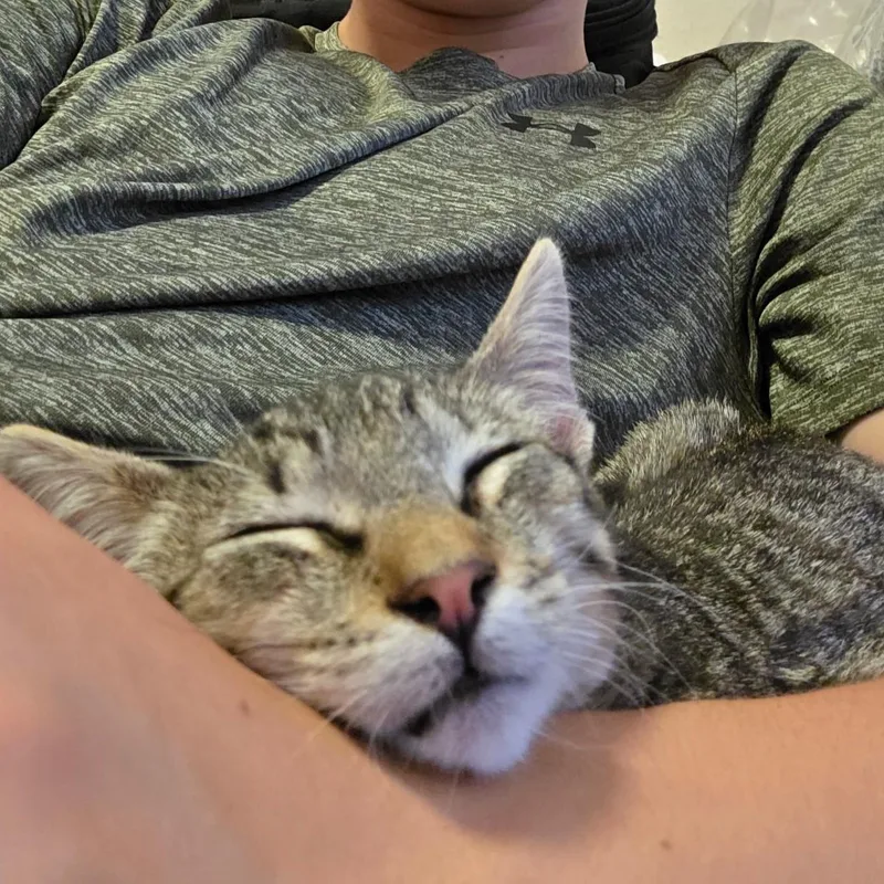 A young medium-sized male Tabby (Brown / Chocolate) Domestic Short Hair cat named Theo for adoption in Houston, TX