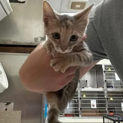 A baby small-sized female Buff / Tan / Fawn Domestic Short Hair cat named June for adoption in Bastrop, TX