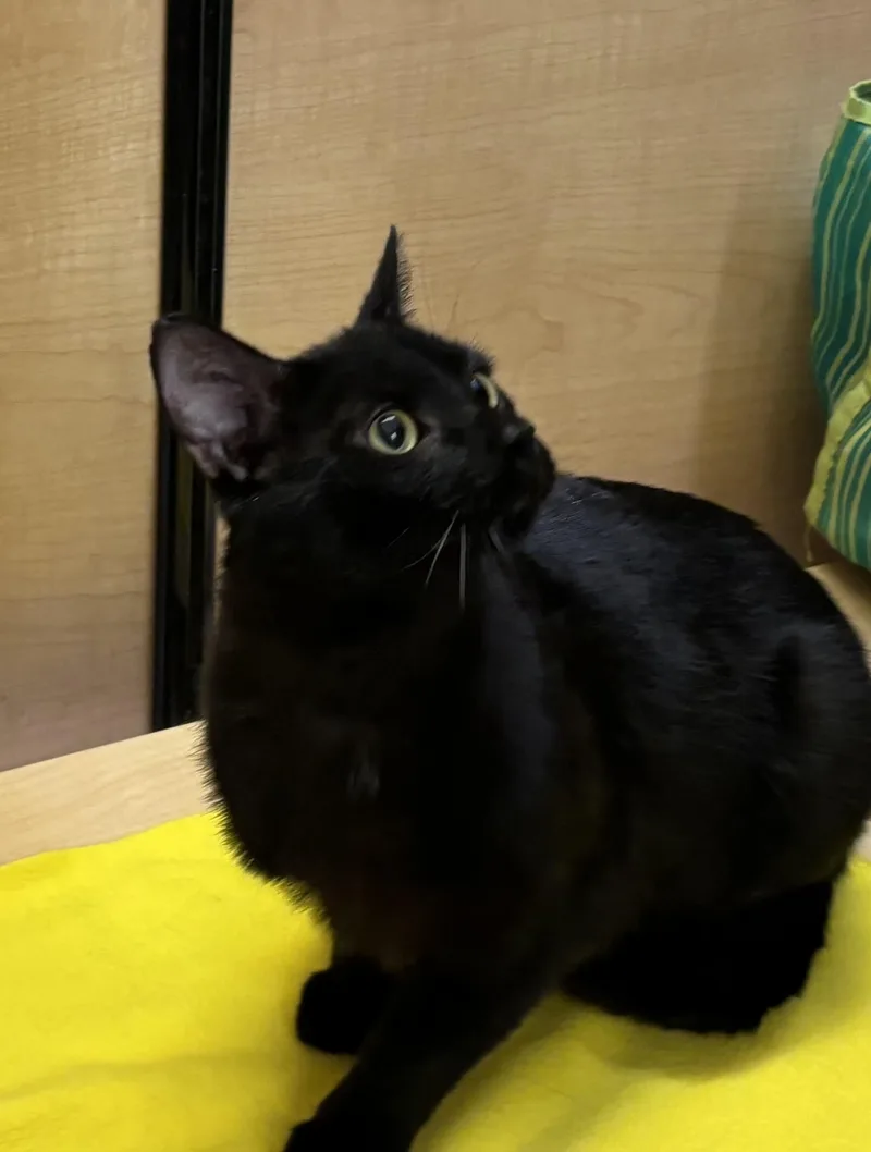 A young medium-sized male Black Domestic Short Hair cat named Cheeks for adoption in Albuquerque, NM