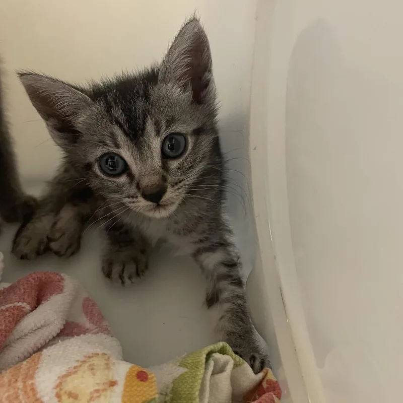 A baby small-sized female Gray / Blue / Silver Domestic Short Hair cat named Olive for adoption in Pasadena, CA