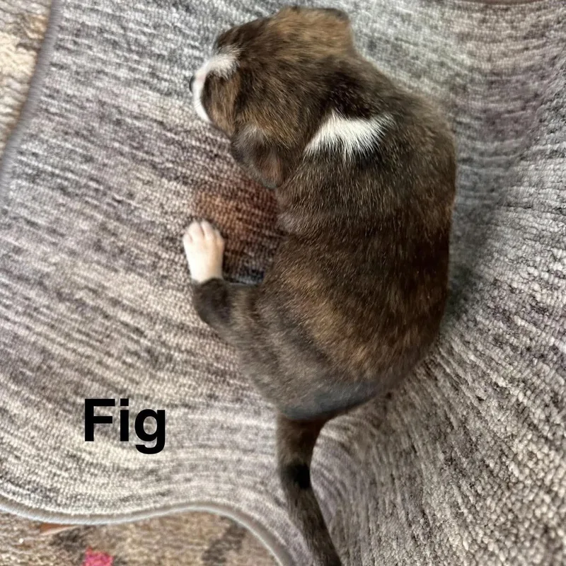 A baby small-sized female Chihuahua dog named Fig for adoption in Hillsborough , NC