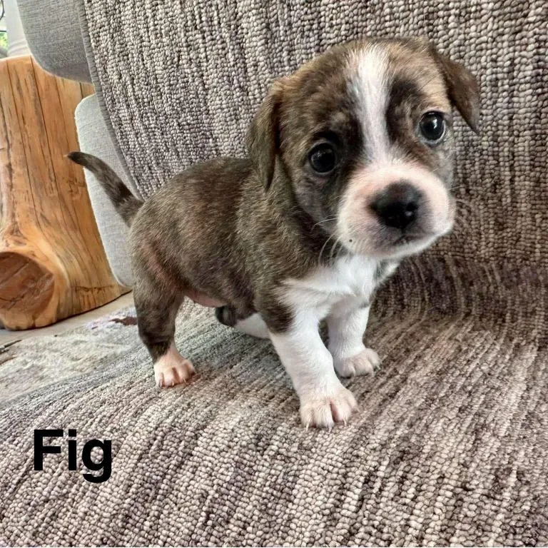 Fig thumbnail 2