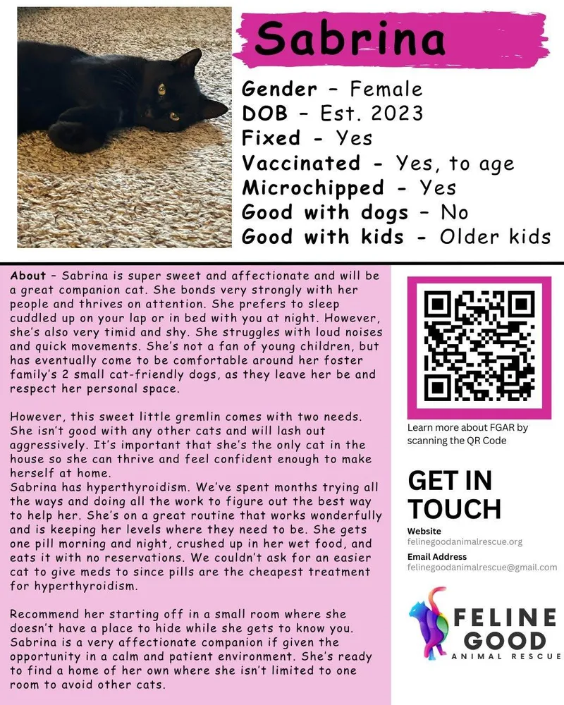 An adult medium-sized female Black Domestic Short Hair cat named Sabrina for adoption in Eugene, OR