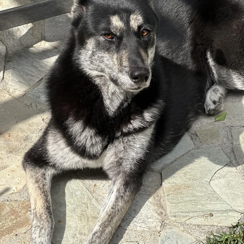 An adult medium-sized female Black Alaskan Malamute dog named Pepper for adoption in Torrance, CA