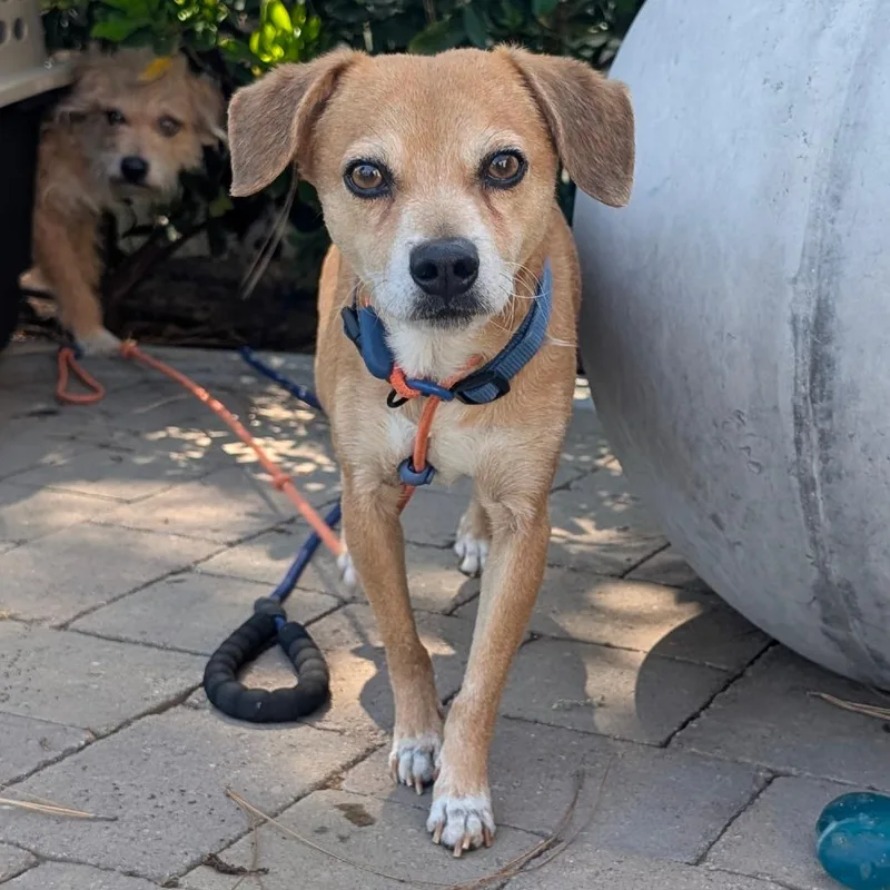 Luxciry Of Industry Location