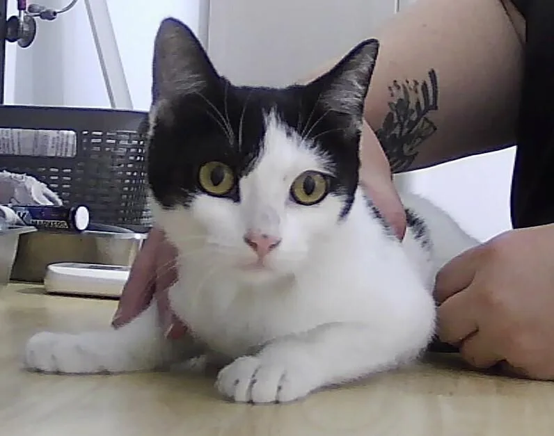 A baby small-sized female Black & White / Tuxedo Domestic Short Hair cat named Coachella for adoption in Anoka, MN
