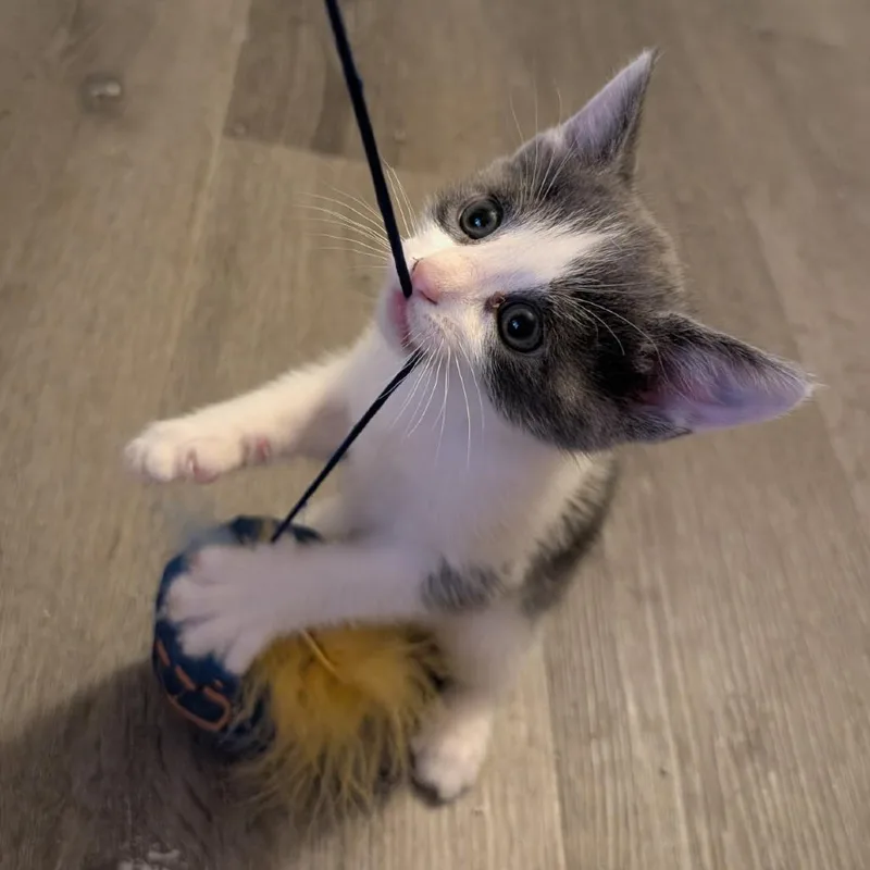 A baby small-sized male Gray / Blue / Silver American Shorthair cat named Big T for adoption in Calimesa, CA