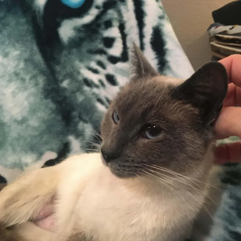 Scoop Indoor Only thumbnail 2