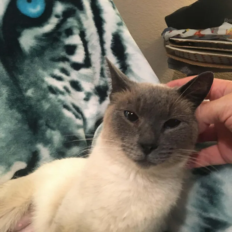 Scoop Indoor Only thumbnail 3