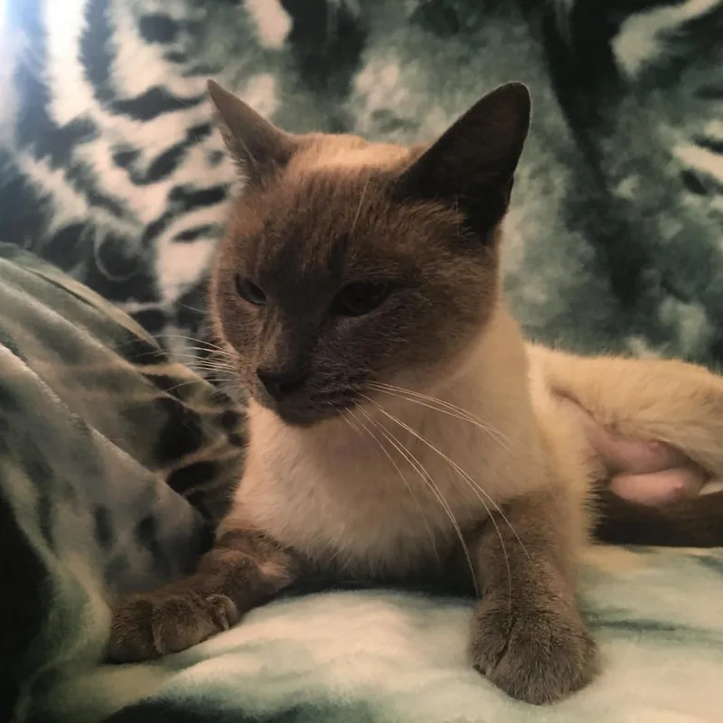 Scoop Indoor Only thumbnail 4