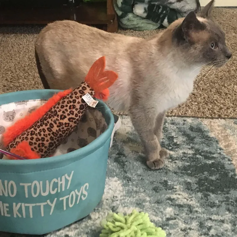 Scoop Indoor Only thumbnail 5