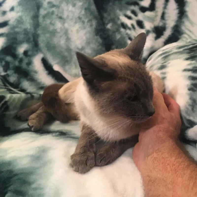 Scoop Indoor Only thumbnail 6