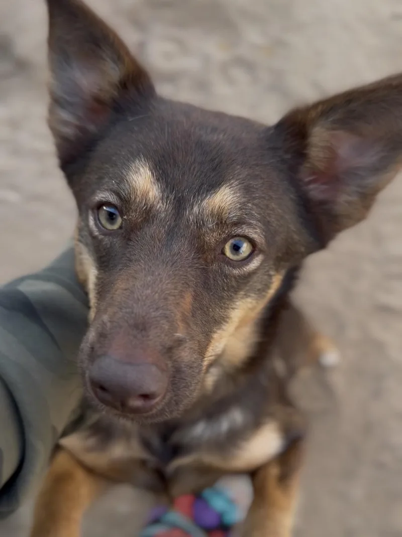 A young medium-sized female Australian Cattle Dog / Blue Heeler dog named Zoey for adoption in Palm desert, CA
