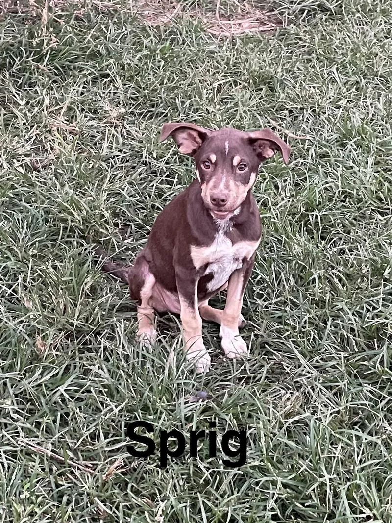 A baby medium-sized male Coonhound dog named Sprig for adoption in Topeka, KS