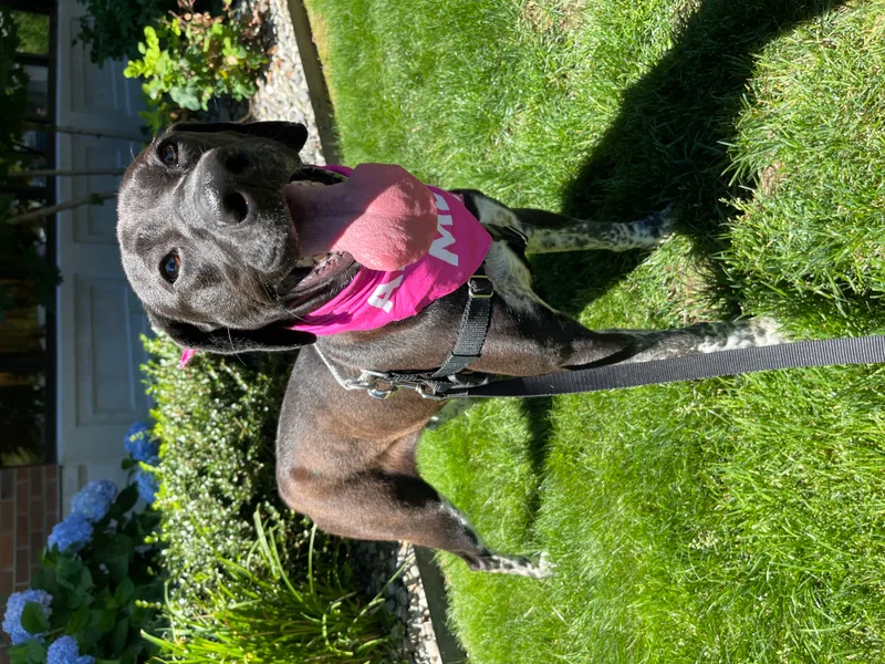 Calliope thumbnail 2