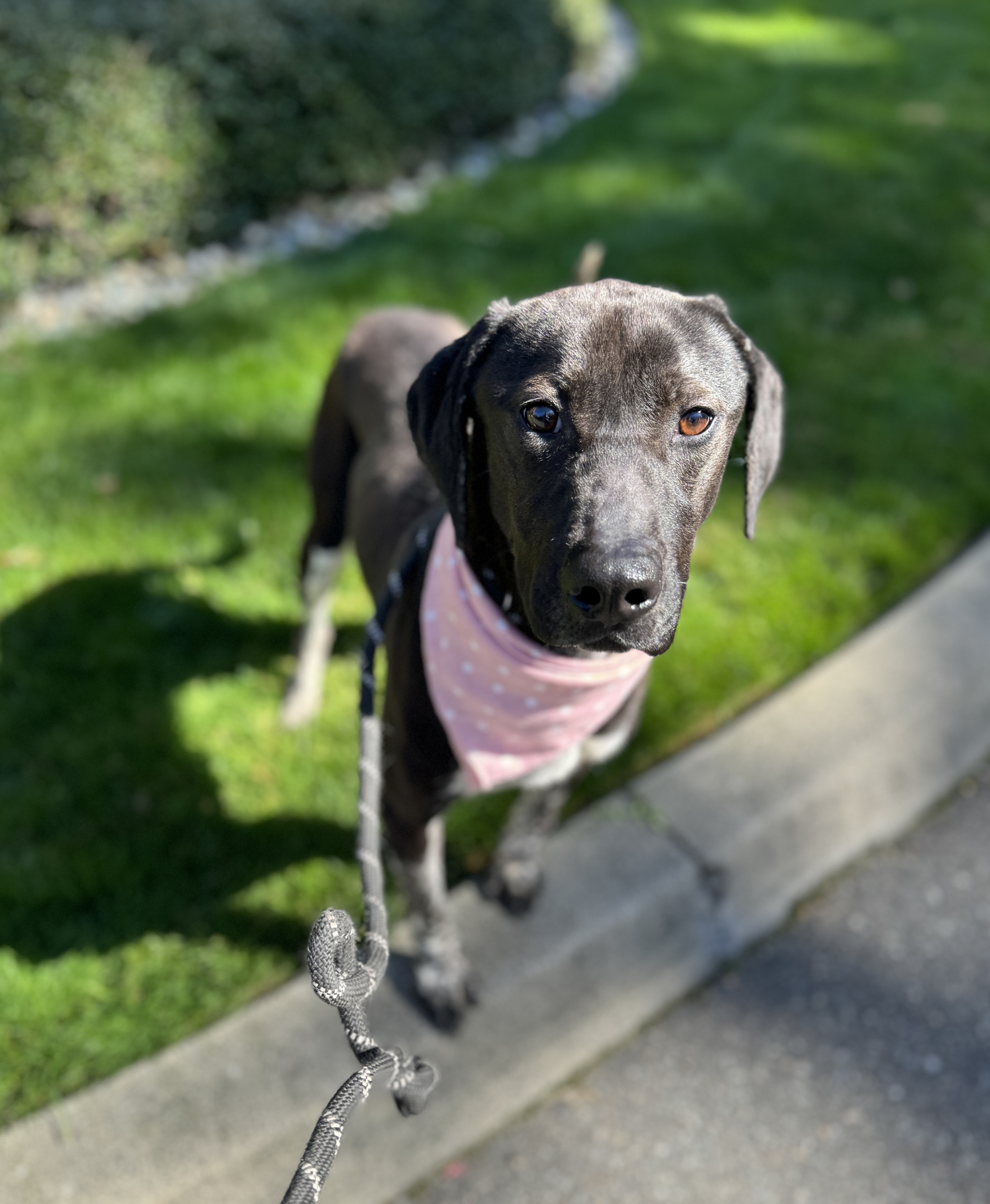 Calliope thumbnail 3