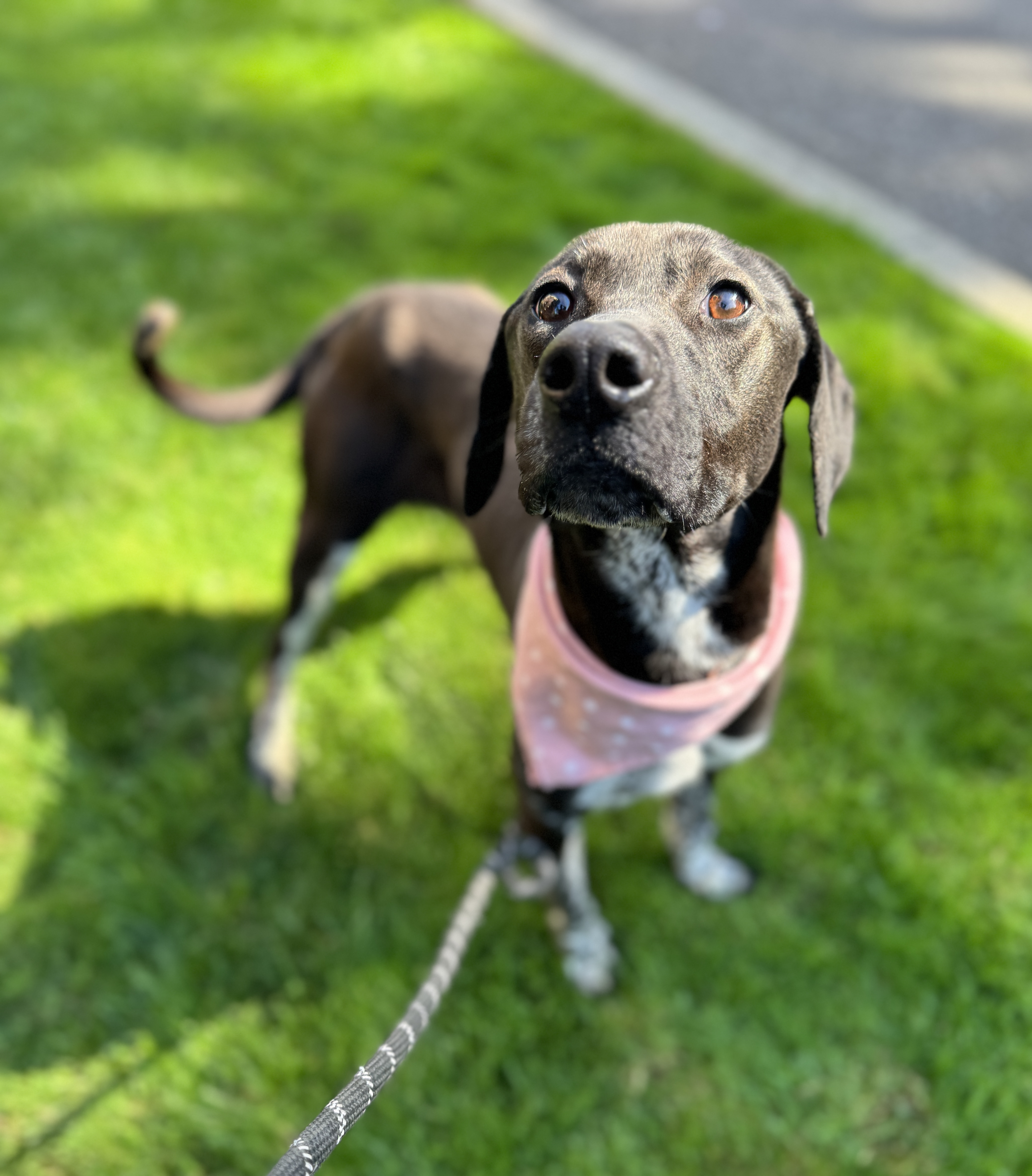 Calliope thumbnail 5