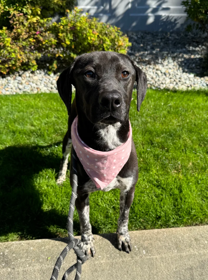 Calliope thumbnail 6