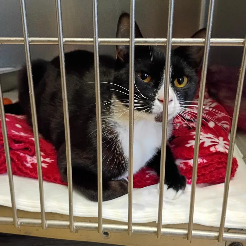 An adult medium-sized male Black Domestic Short Hair cat named Walter Goose for adoption in Fort Smith, AR