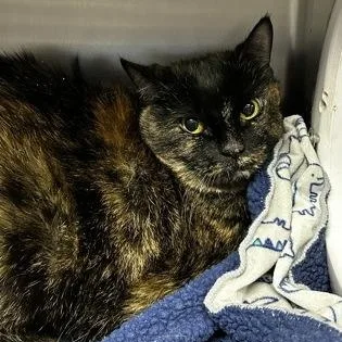 A senior large-sized female Domestic Short Hair cat named Twilight for adoption in Worcester, MA