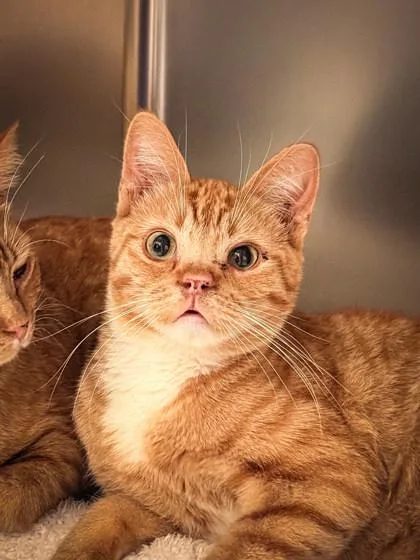 A young medium-sized male Domestic Short Hair cat named Charlie for adoption in Missoula, MT