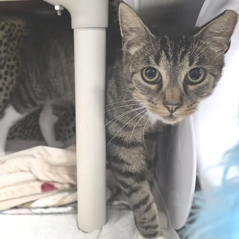 An adult medium-sized female Brown / Chocolate Domestic Short Hair cat named Robin for adoption in Fort Wayne, IN