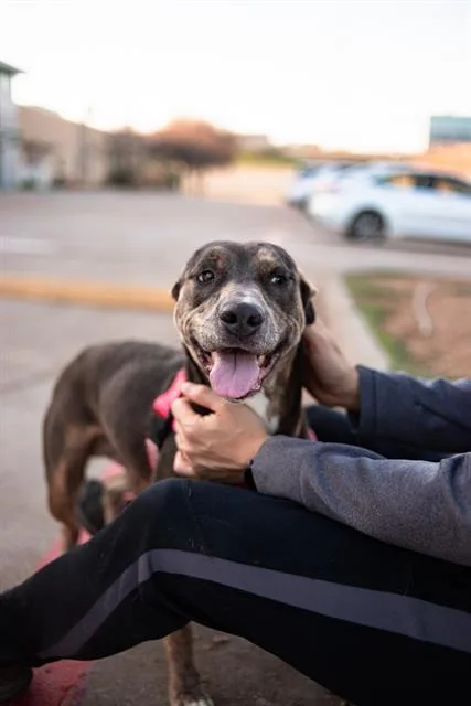A young large-sized female Mixed Breed dog named Nena for adoption in Dallas, TX