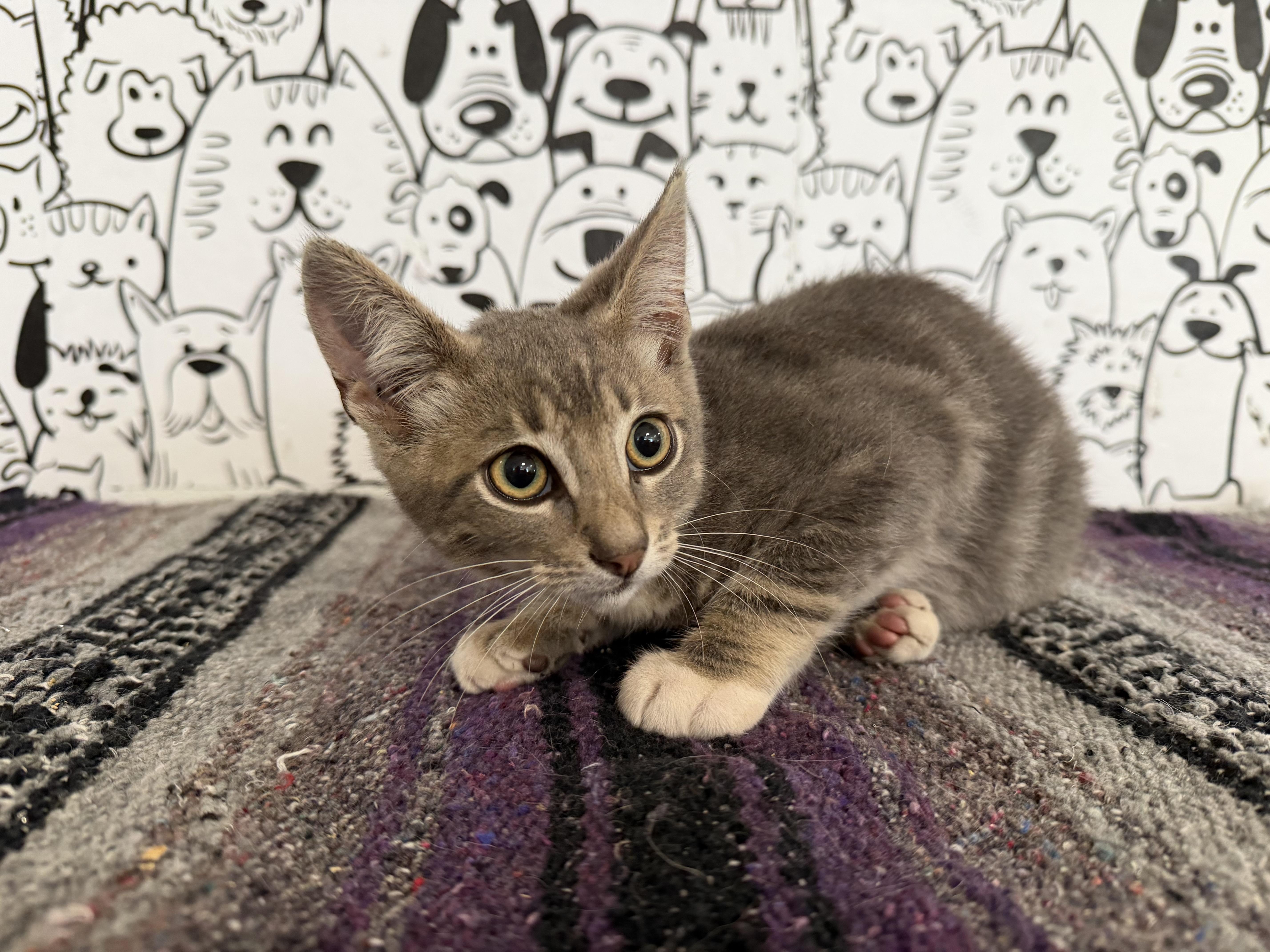 A baby small-sized male Domestic Short Hair cat named Miny for adoption in San Pedro, CA