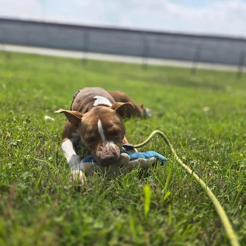 Princess Cheese Puff thumbnail 2