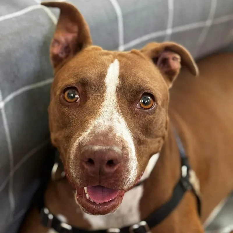 Princess Cheese Puff thumbnail 3