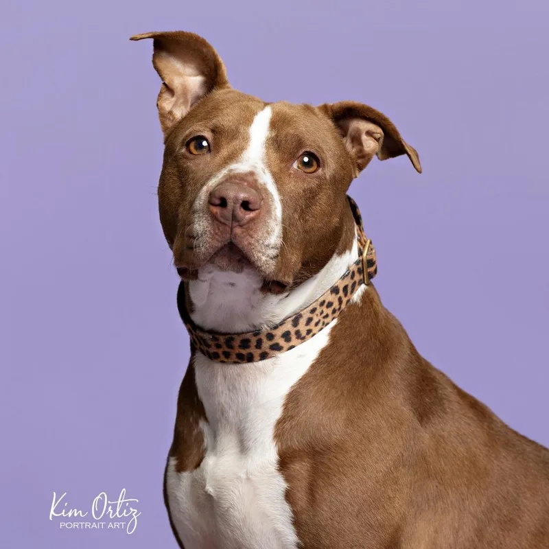 Princess Cheese Puff thumbnail 4