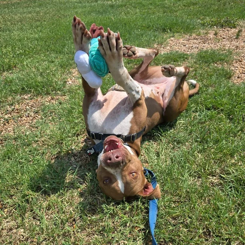 Princess Cheese Puff thumbnail 5