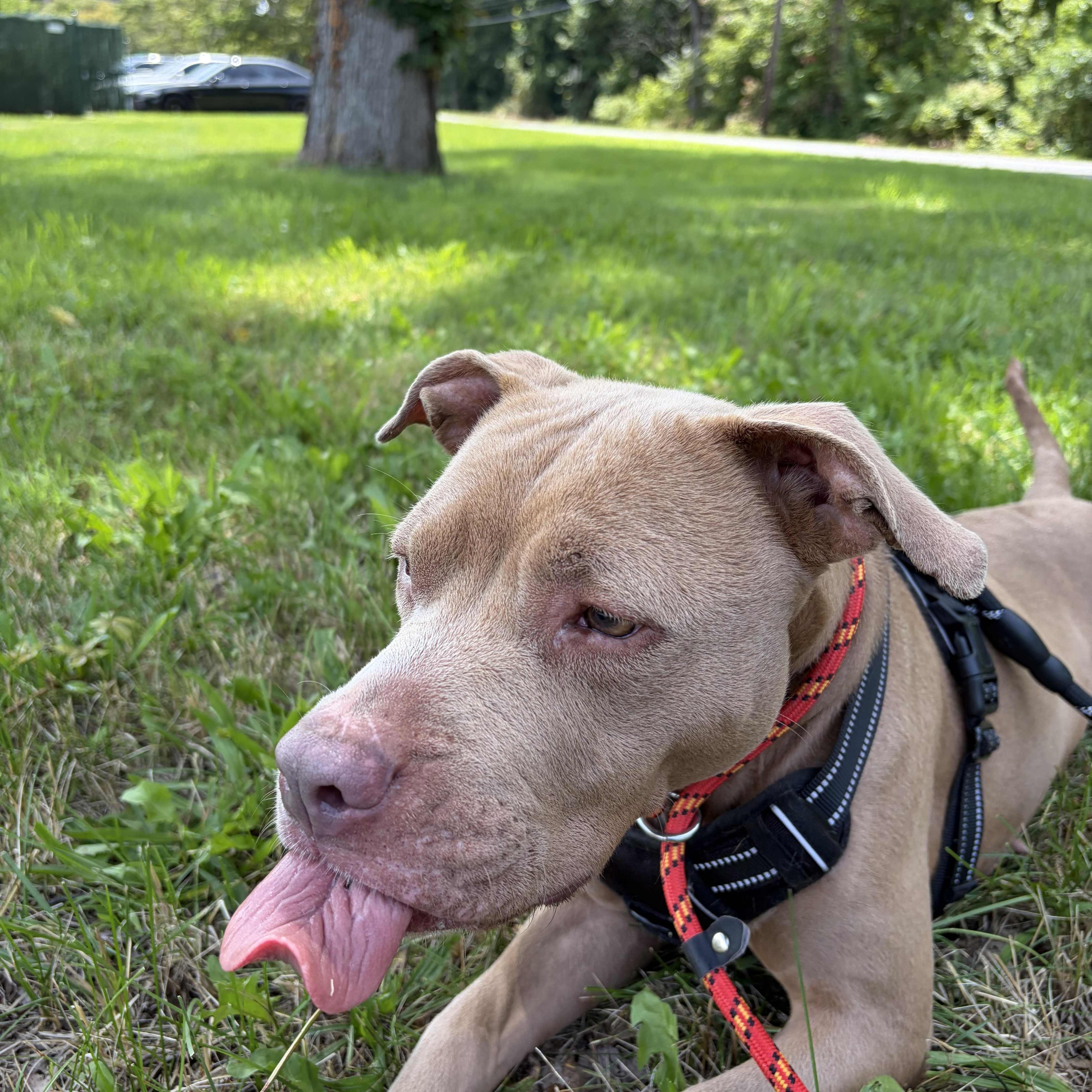 A young medium-sized female Apricot / Beige American Staffordshire Terrier dog named Ash for adoption in Woodbridge, CT