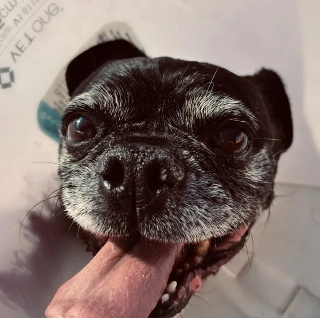 A senior medium-sized male Pug dog named Ollie for adoption in Albuquerque, NM