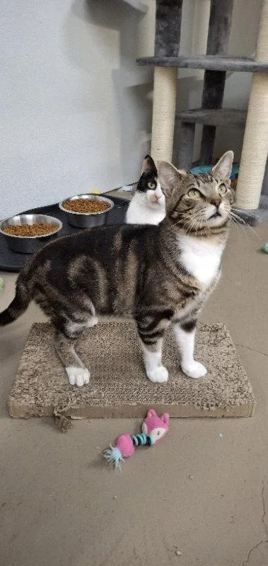 A young medium-sized male Domestic Short Hair cat named Albert AND Fig for adoption in Gonic, NH