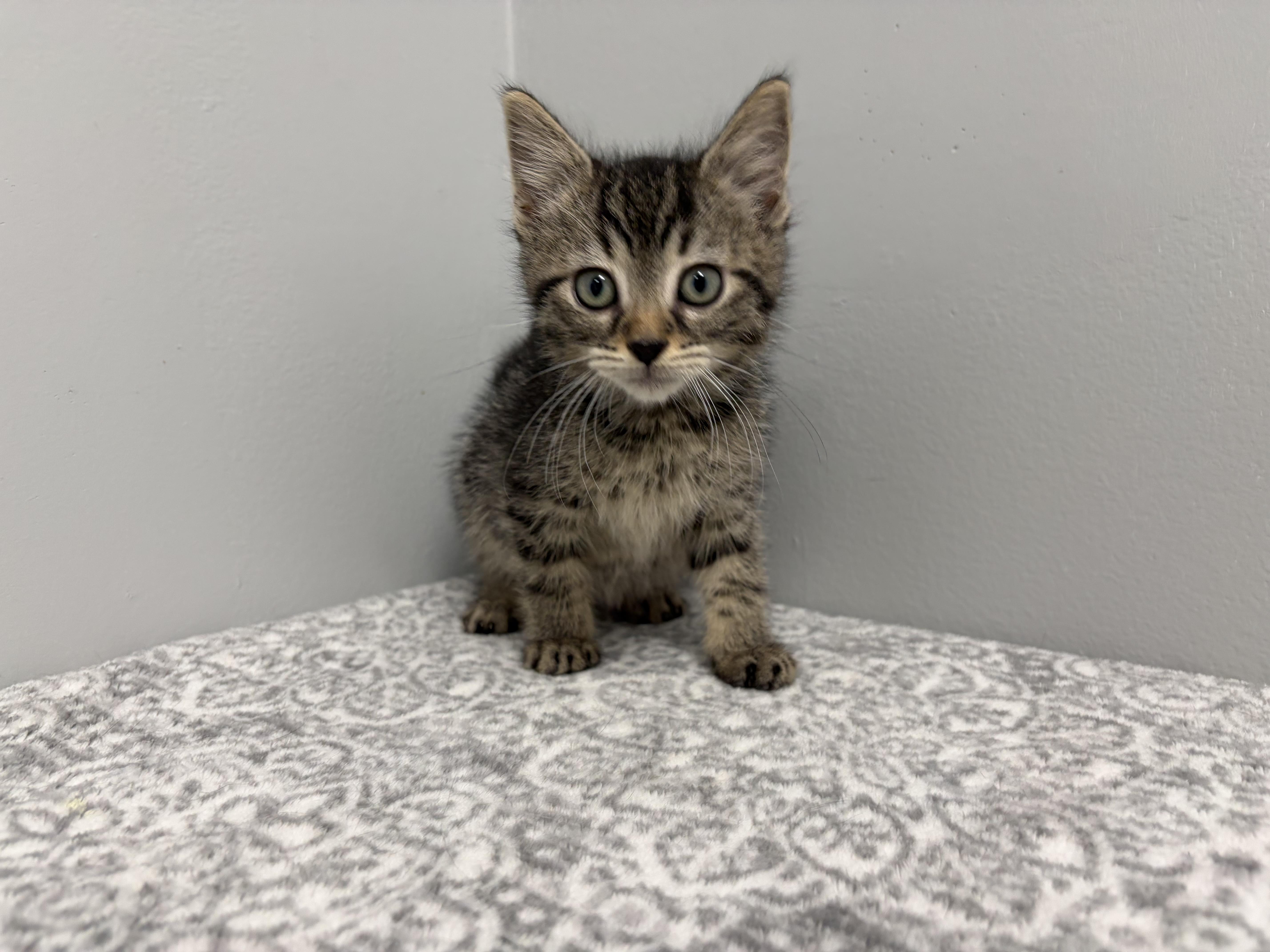 A baby medium-sized female Tabby (Brown / Chocolate) Domestic Short Hair cat named Lipton for adoption in Frankfort, IN