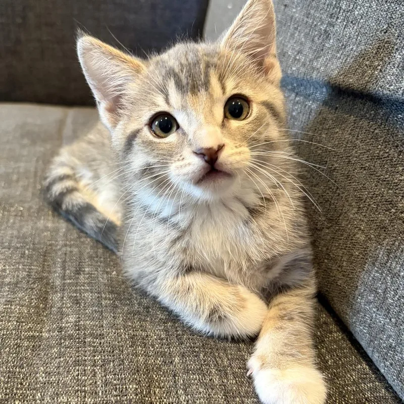 A baby small-sized female Gray / Blue / Silver Domestic Short Hair cat named Thread for adoption in Costa Mesa, CA