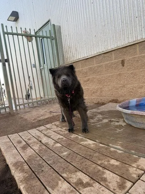 An adult medium-sized female Black Chow Chow dog named Alex for adoption in Hobbs, NM
