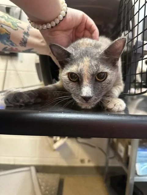 A young medium-sized female Domestic Short Hair cat named Diet Tortie for adoption in Rome, GA